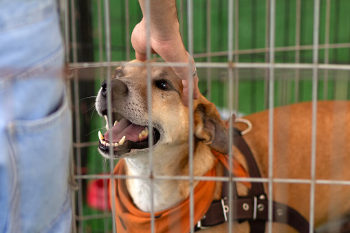 Goiania, Goias, Brazil – August 19, 2023:  A caramel-colored dog in a pen, being petted by a person at an adoption fair for abandoned animals.
