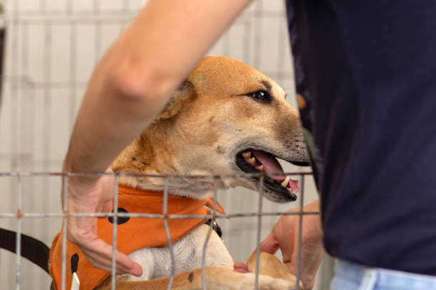 istock Animal adoption fair. 1632571060
