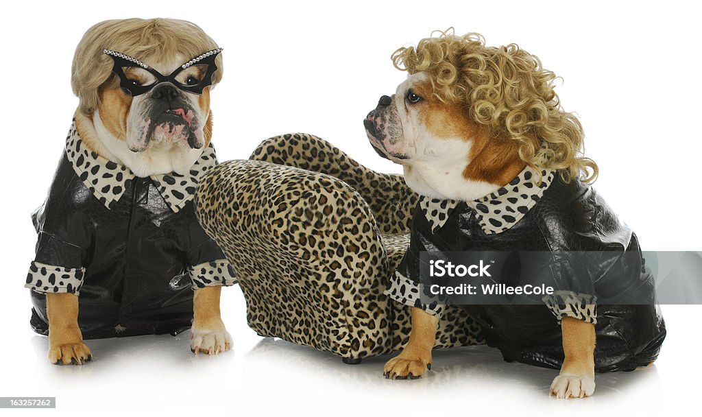 diva dogs diva dogs - two female english bulldogs wearing blonde wigs dressed up in black leather coats Costume Stock Photo