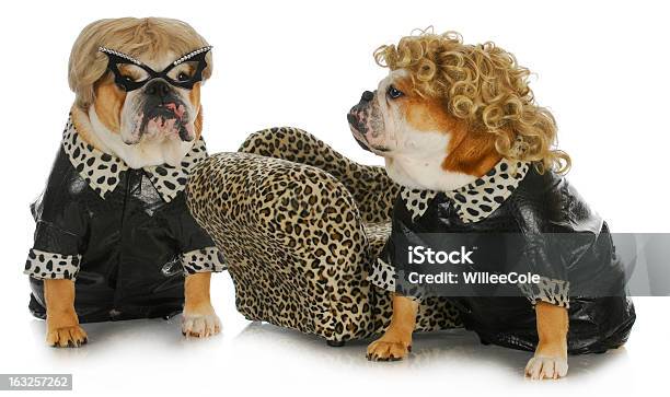 Diva Dogs Stock Photo - Download Image Now - Costume, Dog, Dressing Up