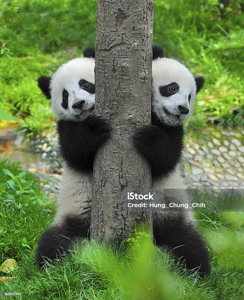 Pand bear twins - Royalty-free Panda - Mamífero de quatro patas Foto de stock