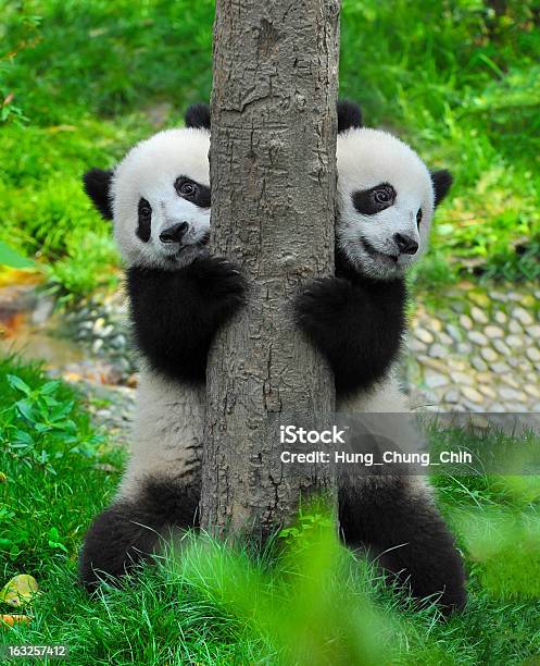 Pand Bear Twins - Fotografias de stock e mais imagens de Panda - Mamífero de quatro patas - Panda - Mamífero de quatro patas, Cria, Panda-gigante