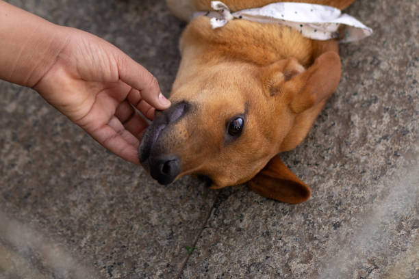 istock Animal adoption fair. 1632575770
