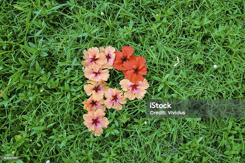 Flower Alphabet: Letter P Letters made of flowers on green grass background Alphabet Stock Photo