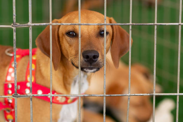 istock Animal adoption fair. 1632578963