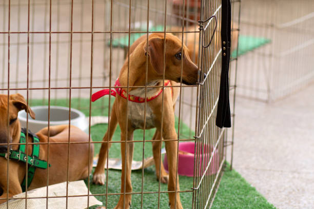istock Animal adoption fair. 1632578965