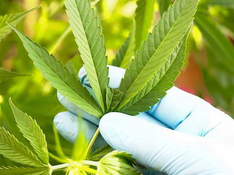 part of the cannabis leaves eaten in the plants is examined in the hands of the farmer's gloves