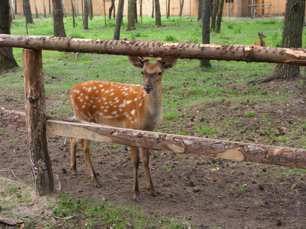 istock Fallow deer in the zoo. Wild animals in the park. 1632581098