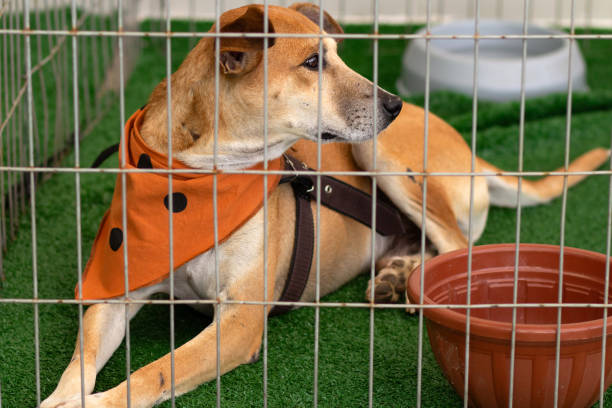 istock Animal adoption fair. 1632582224
