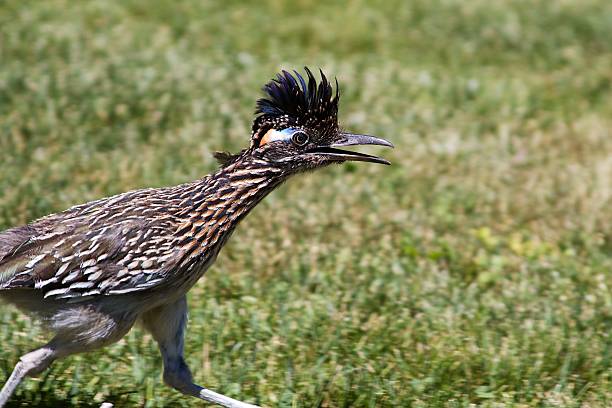 Novo México Roadrunner é executado em relva verde - fotografia de stock