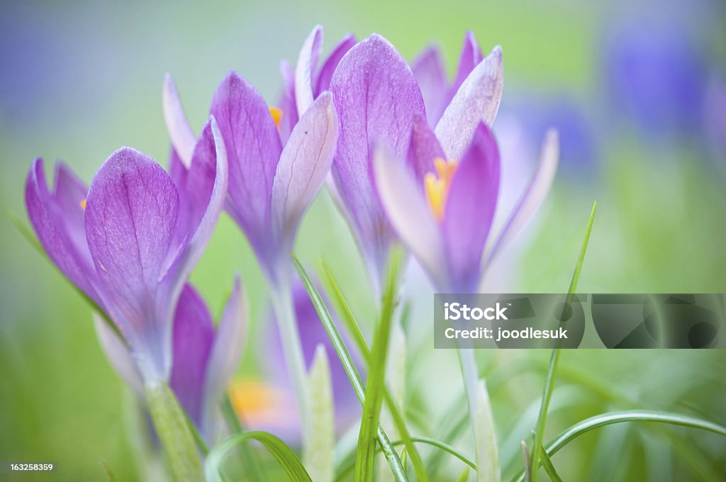 Pink Frühlingskrokussen - Lizenzfrei Bildschärfe Stock-Foto