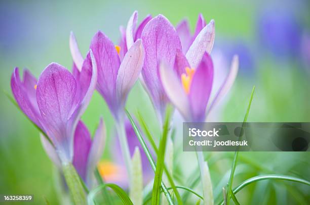 Foto de Crocuses Corderosa e mais fotos de stock de Croco - Croco, Desfocado - Foco, Foco - Técnica de imagem