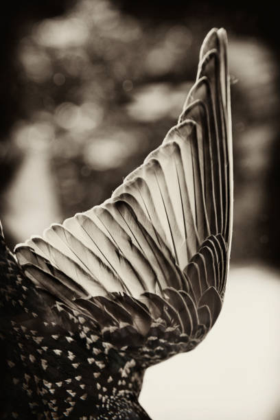 bird feather