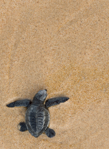 Close-up of baby Loggerhead sea turtle