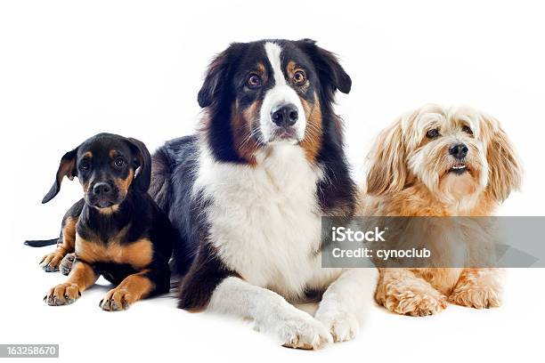 Tres Perros Foto de stock y más banco de imágenes de Perro - Perro, Tres animales, Acostado