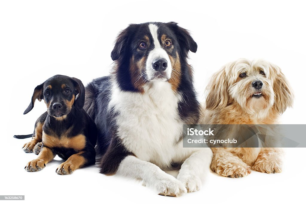 Três cães - Foto de stock de Cão royalty-free