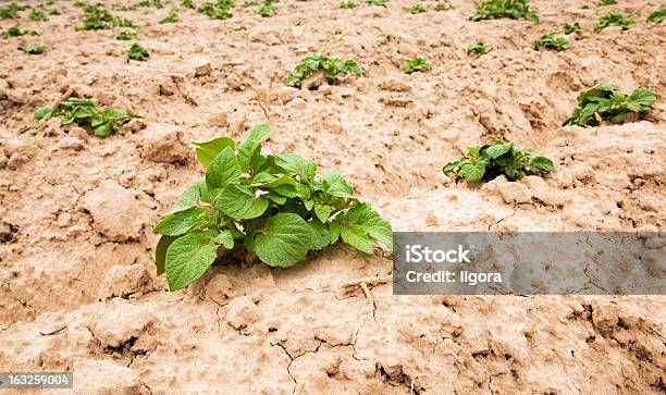 Ziemniaki Roślin - zdjęcia stockowe i więcej obrazów Bez ludzi - Bez ludzi, Brudny, Błoto