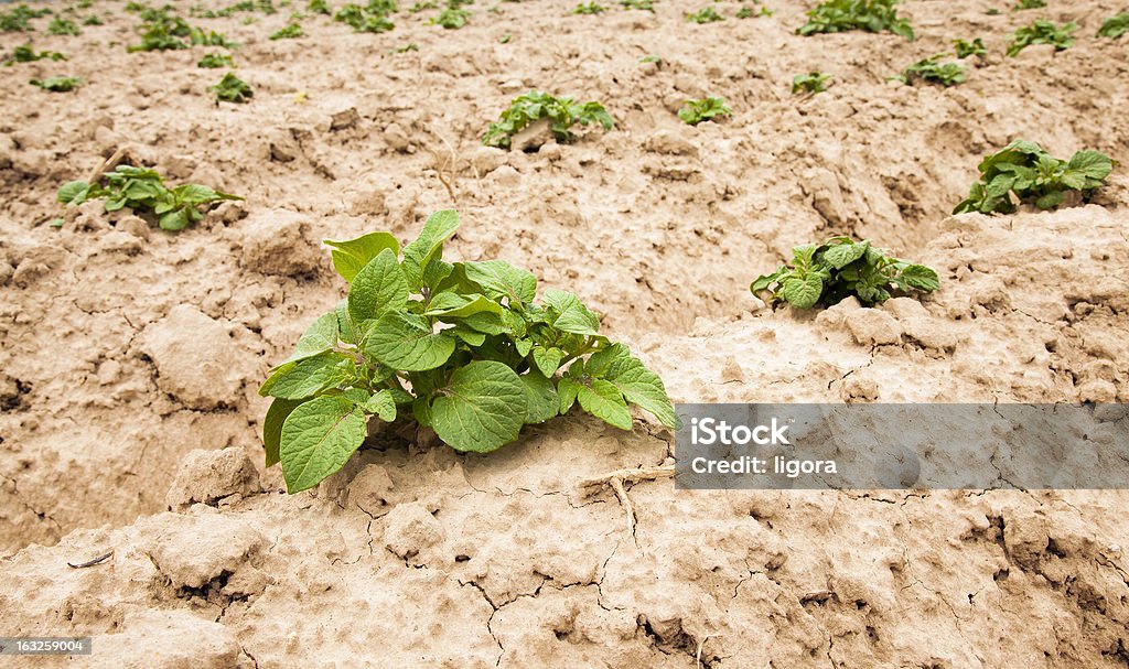 Plantas de batatas - Foto de stock de Agricultura royalty-free