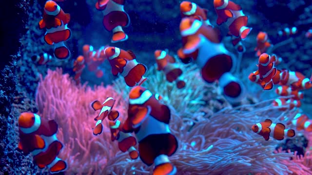 Red-and-white striped fish clown. Fish swim among algae and coral reefs. Ocean floor. Sea life.