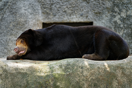Bear taking a rest in Toyohashi