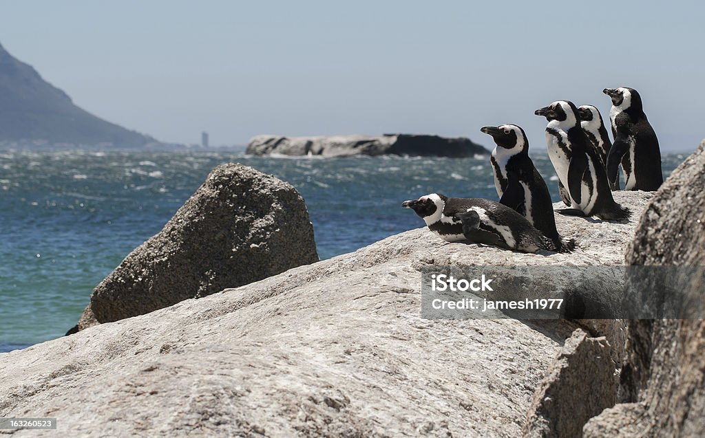 Pinguim mirante de - Foto de stock de Andar como Pato royalty-free