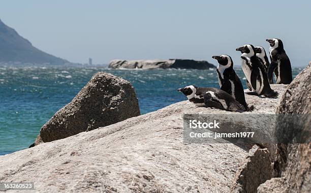 Foto de Pinguim Mirante De e mais fotos de stock de Andar como Pato - Andar como Pato, Animal, Animal selvagem