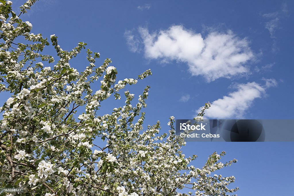 Blühenden Apfelbaum - Lizenzfrei Apfelbaum Stock-Foto