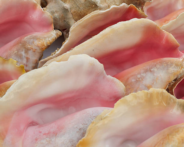 Conch Shells stock photo