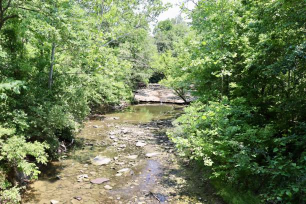 istock Creek in the Woods 1632605891