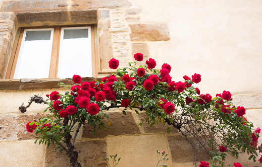 Crémieu, France: Climbing Red Roses on Old Stone Wall