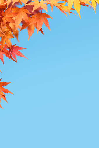 Fall Background with Maple Branch Against the Blue Sky