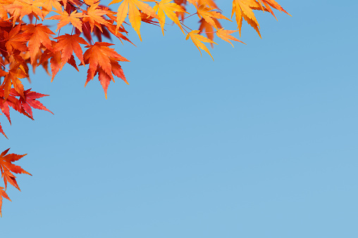 Autumn Background with Maple Branch Against the Blue Sky