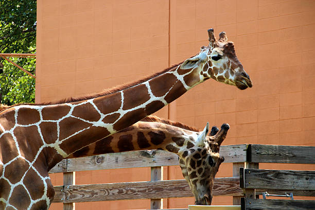 are two heads really better than one? stock photo