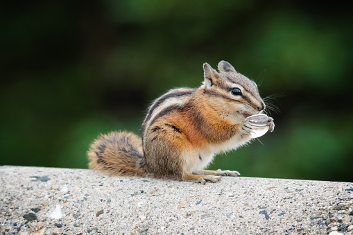 Full shot of eastern chipmunk in Connecticut on lichen-covered rock with raised paw, pachysandra in background and foreground.