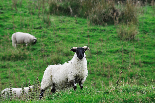 istock Black faced sheep in the Scottish countryside 163262126
