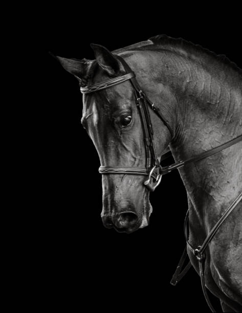 istock Horse in black and white 1632629439