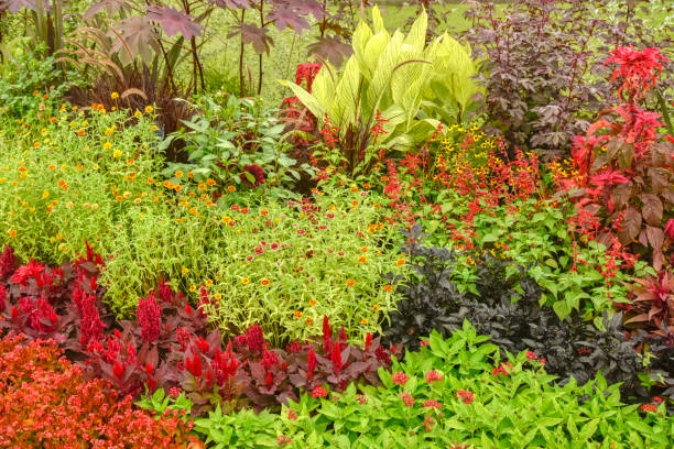 istock Gardening with various foliage plants and flowers. 1632633562