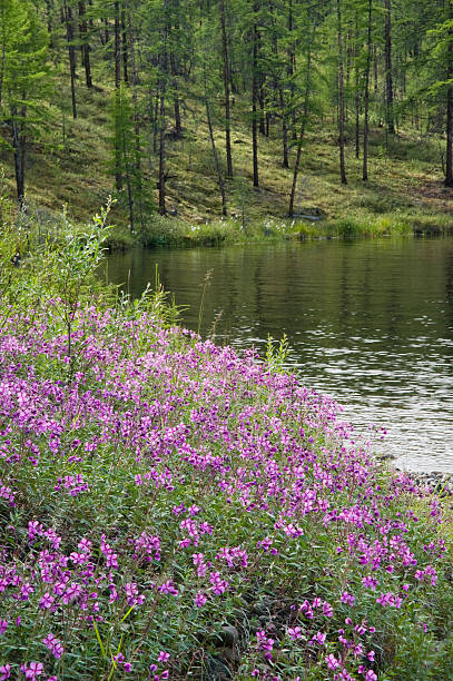 湖のます。 - boreal forest lake riverbank waters edge ストックフォトと画像