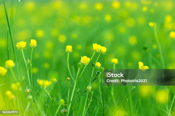 花満開の小さな Meadow - アウトフォーカスのストックフォトや画像を多数ご用意 - アウトフォーカス, クローズアップ, ハーブ
