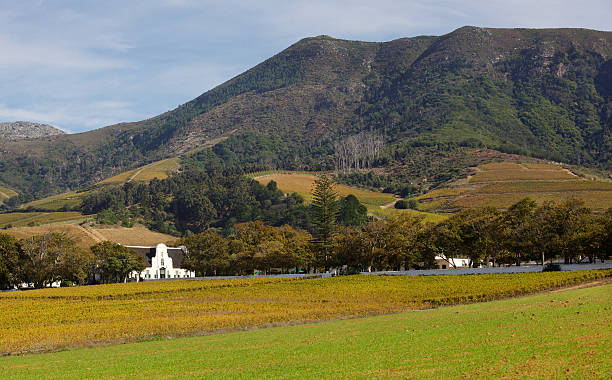 groot コンスタンシ��アブドウ園 - south africa cape town winelands constantia ストックフォトと画像