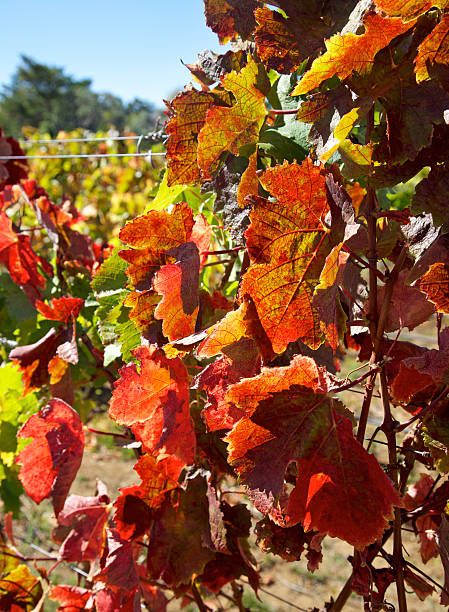 istock Autumnal Vine Leaves 163264133