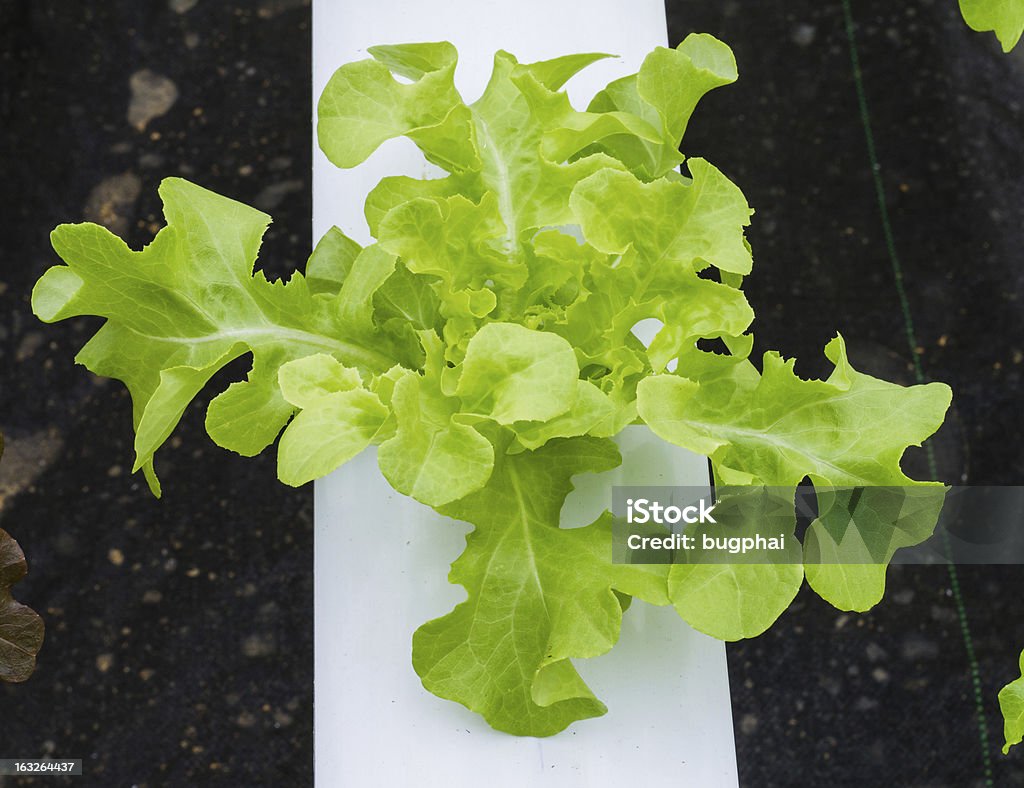 Гидропоника овощной - Стоковые фото Без людей роялти-фри
