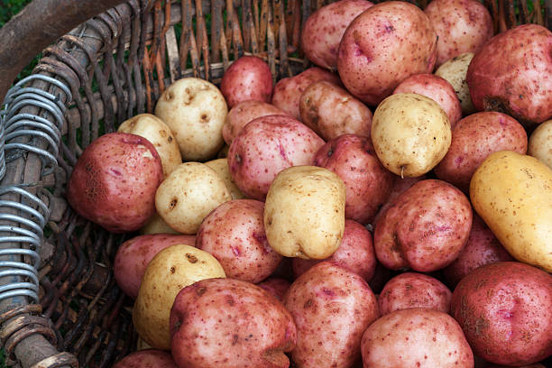 необработанные не очищенный картофель в корзину - red potato raw potato market red стоковые фото и �изображения