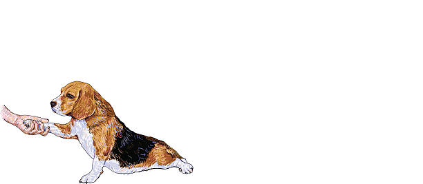 ilustrações, clipart, desenhos animados e ícones de beagle5 - tracing red pets dog