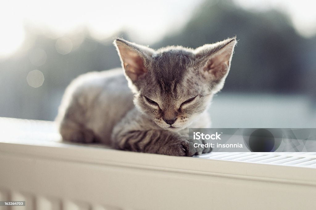 baby kitten little sleepy devon rex kitten Domestic Cat Stock Photo