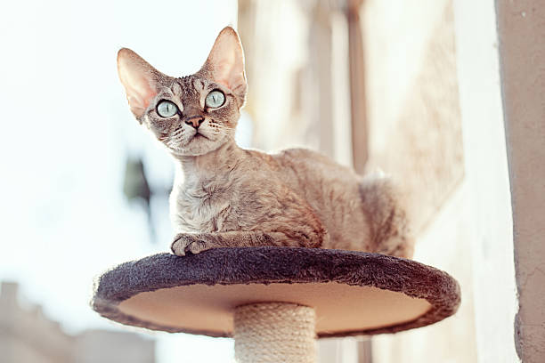 Beautiful cat sitting on the scratching post