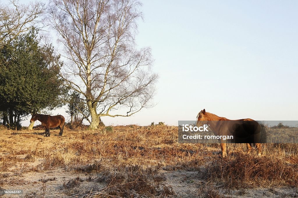 park Narodowy new forest konie heath Zima dawn - Zbiór zdjęć royalty-free (Anglia)
