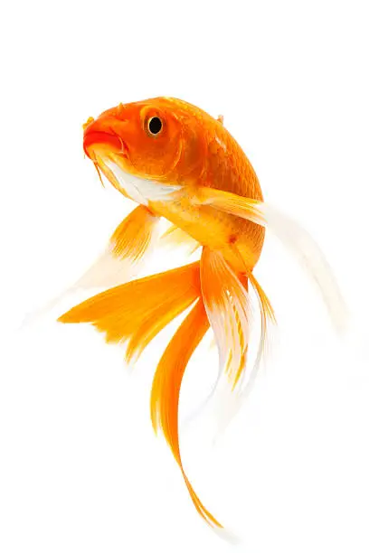 Photo of Orange golden koi fish on white background