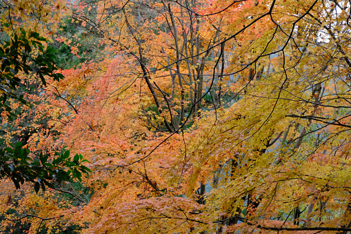 Mountain trees dyed in red and yellow autumn colors