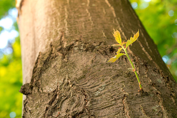 новый филиал на дерево растет. - new life plant image saturated color стоковые фото и изображения